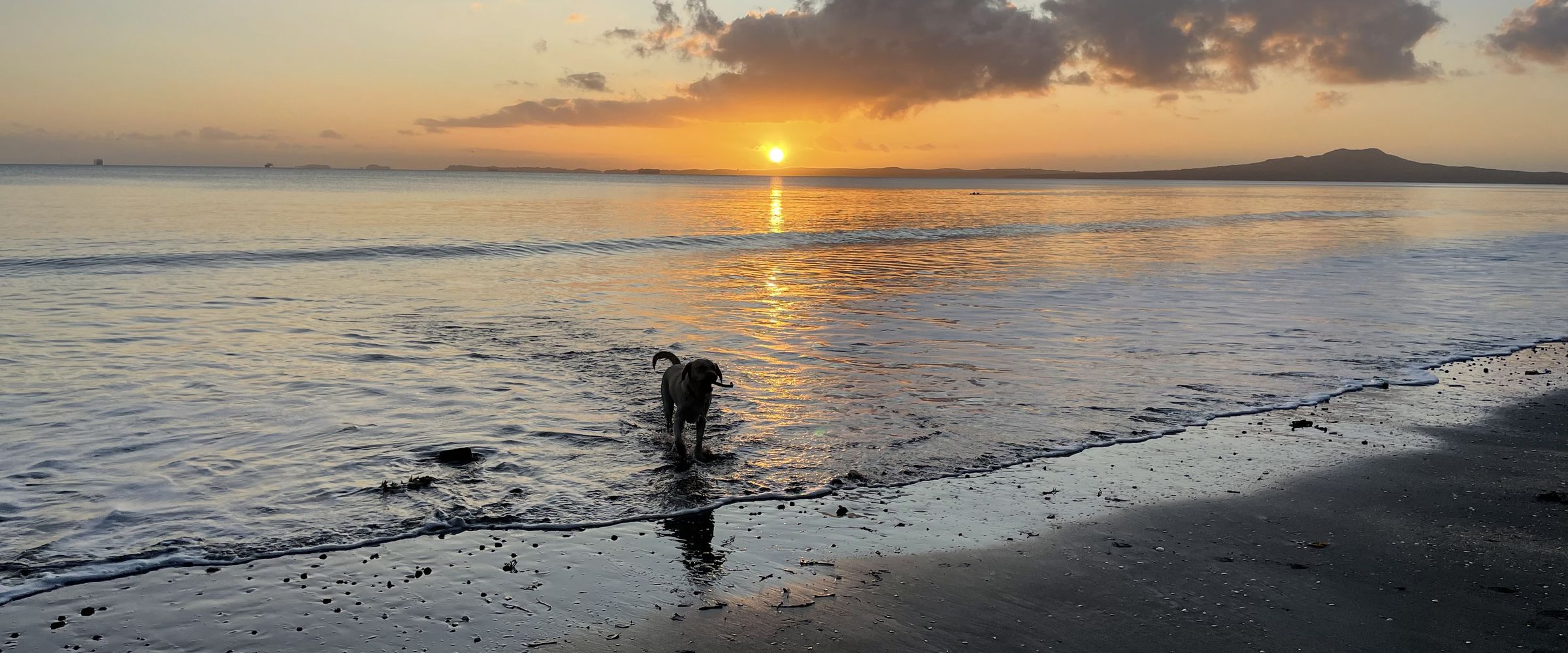 Calm sea at sunset, Rangitoto on the horizon, and a dog paddling in the shallows